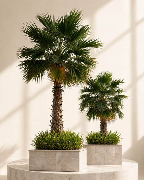 Out Door Tree`s & Palm`s