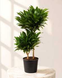 Dracaena Compacta