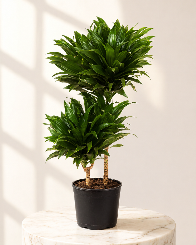 Dracaena Compacta