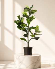 Fiddle Leaf Tree