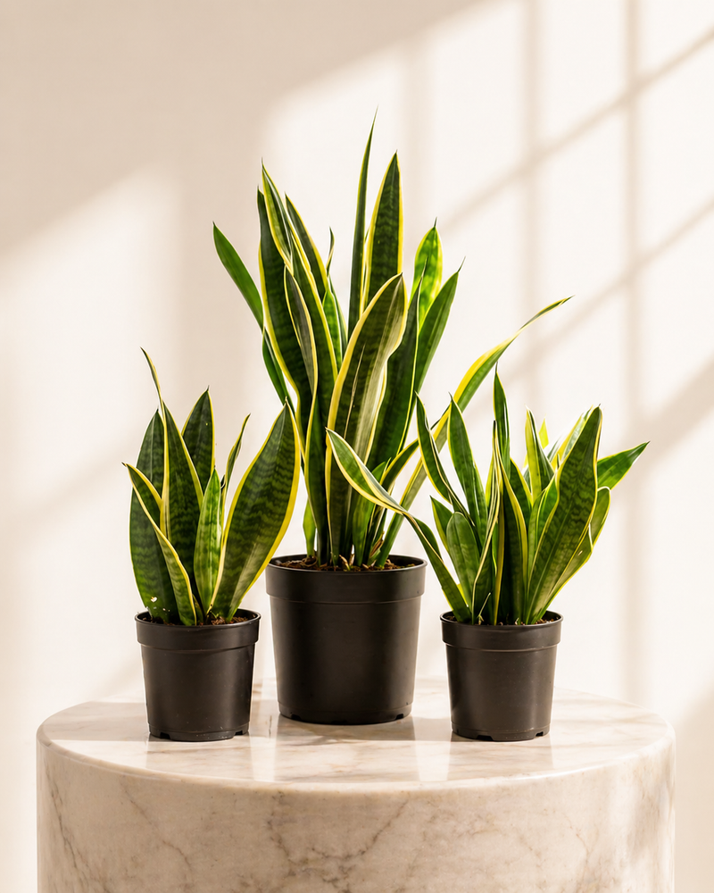 Sansevieria Zeylanica