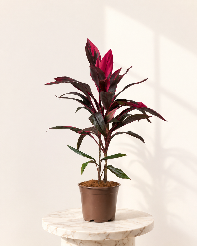 Dracena Cordyline