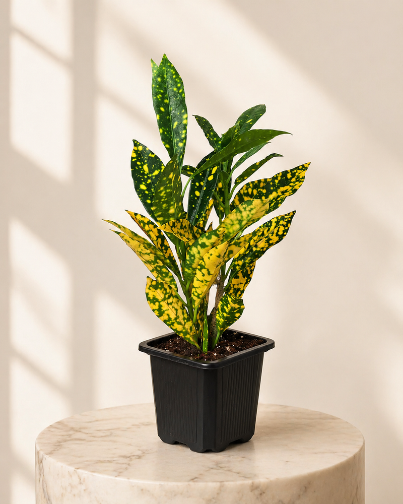 Croton Yellow Dots