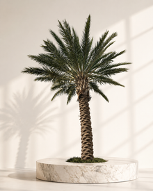 Phoenix Dactylifera "Date Palm"