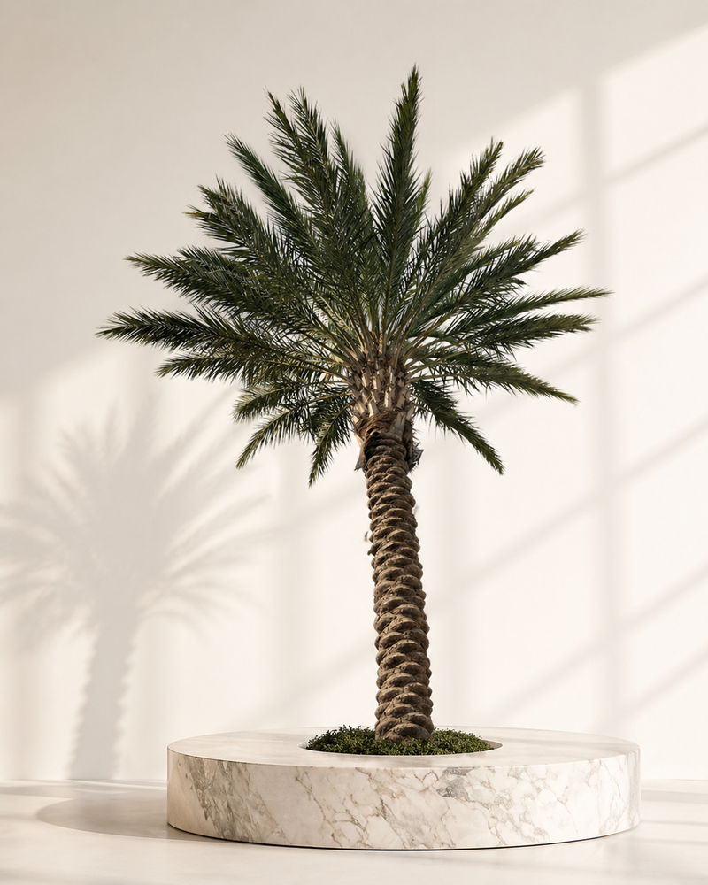 Phoenix Dactylifera "Date Palm"