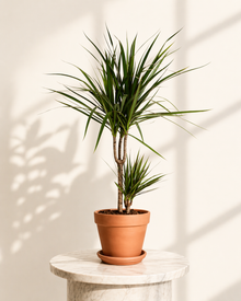 Dracaena Marginata
