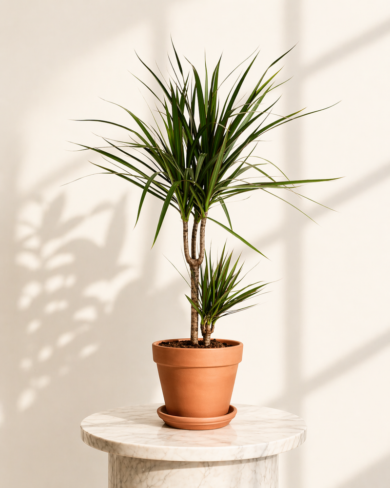 Dracaena Marginata