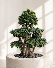 Shaped Ficus Bonsai Tree