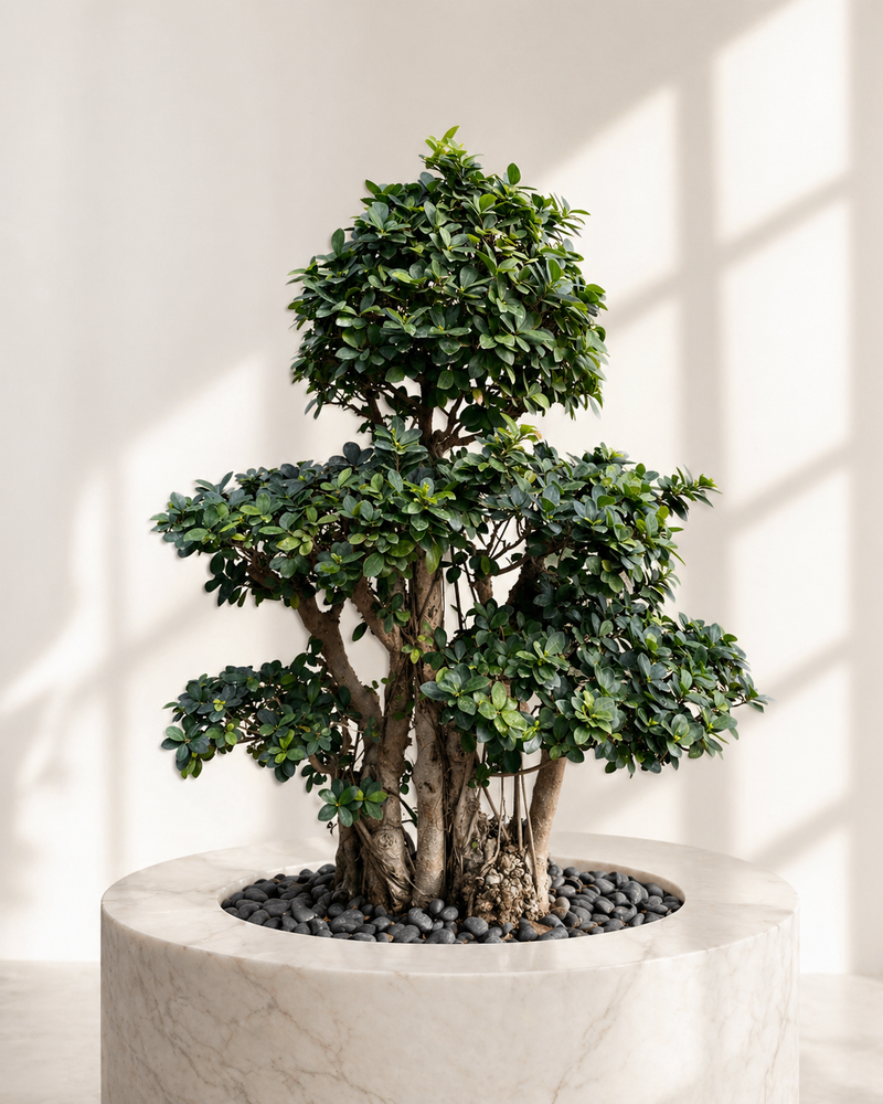 Shaped Ficus Bonsai Tree