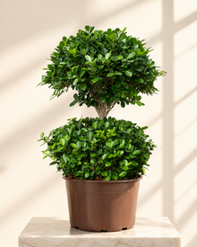 Ficus Panda