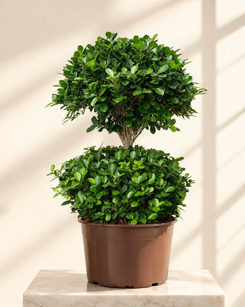 Ficus Panda