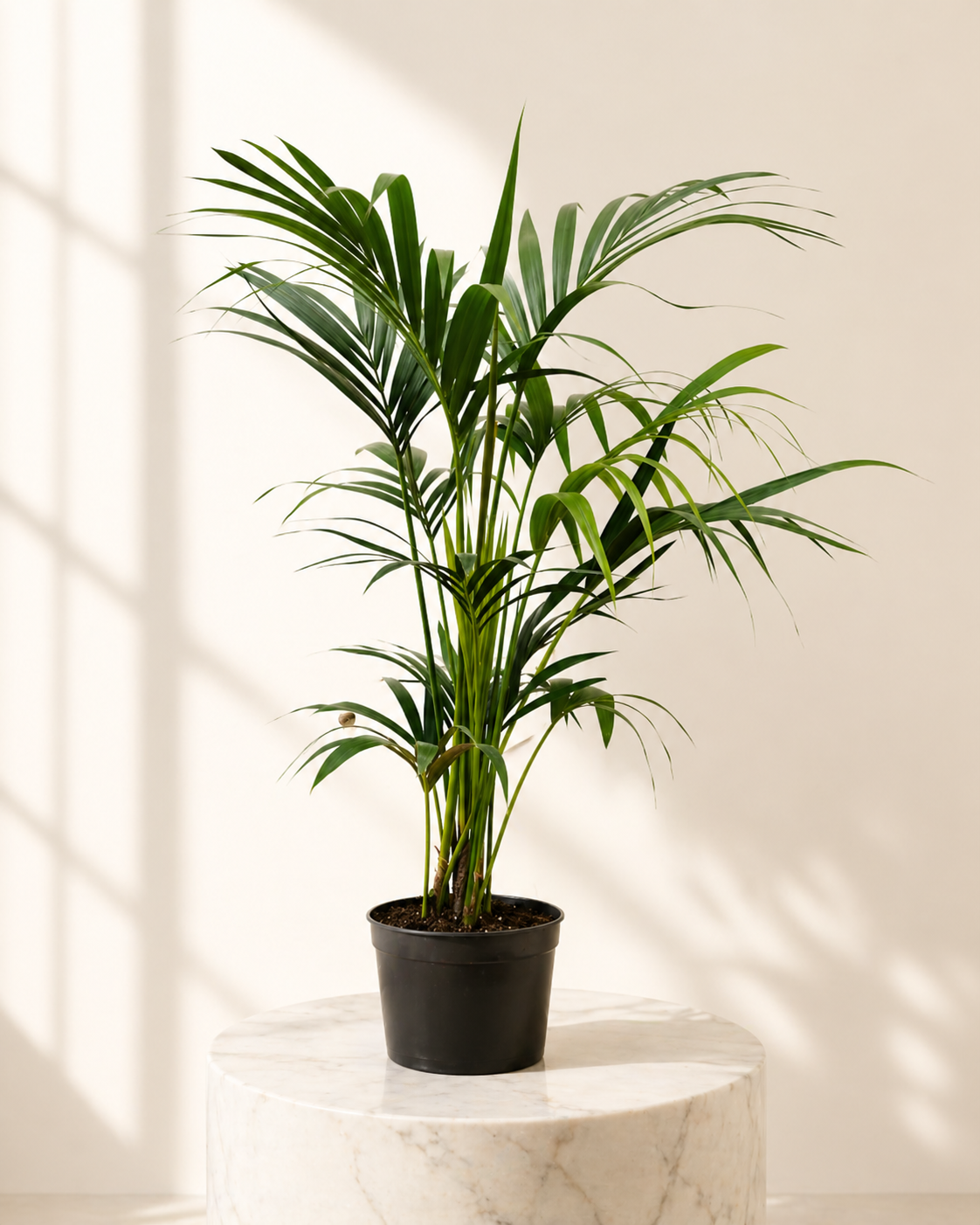 Kentia Palm Main image