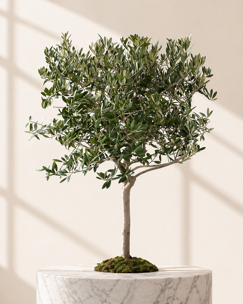 Olive Tree