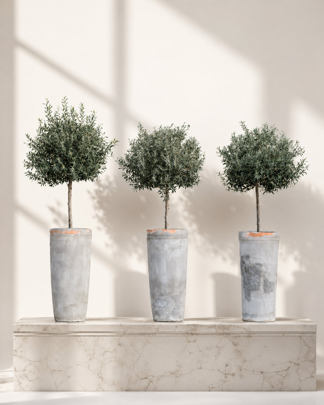 Olive Tree Secondary image