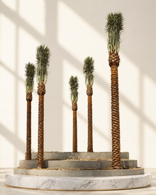 Phoenix Dactylifera "Date Palm"