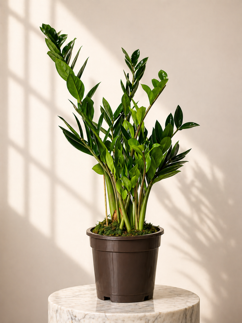 Zamia Furfuracea