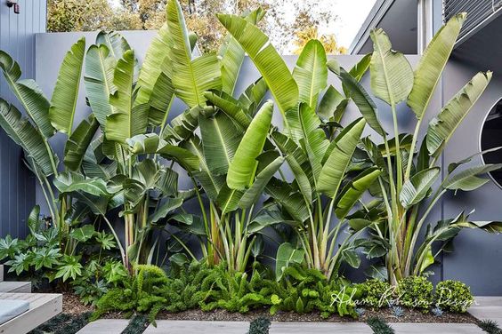 Ravenala Madagascariensis (Traveler Palm) Secondary image
