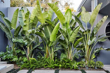 Ravenala Madagascariensis (Traveler Palm)