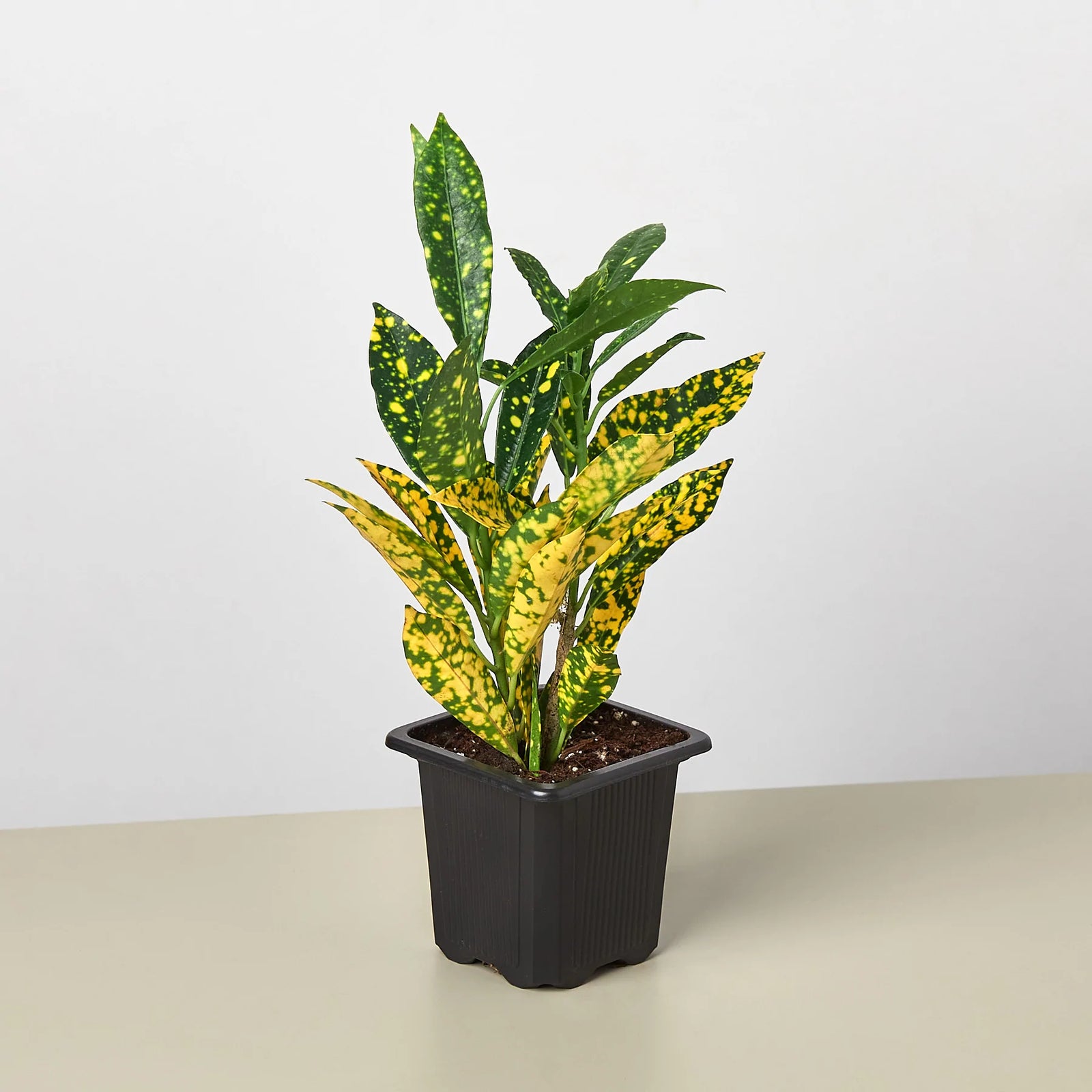 Croton Yellow Dots