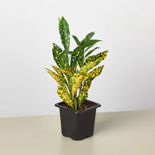 Croton Yellow Dots