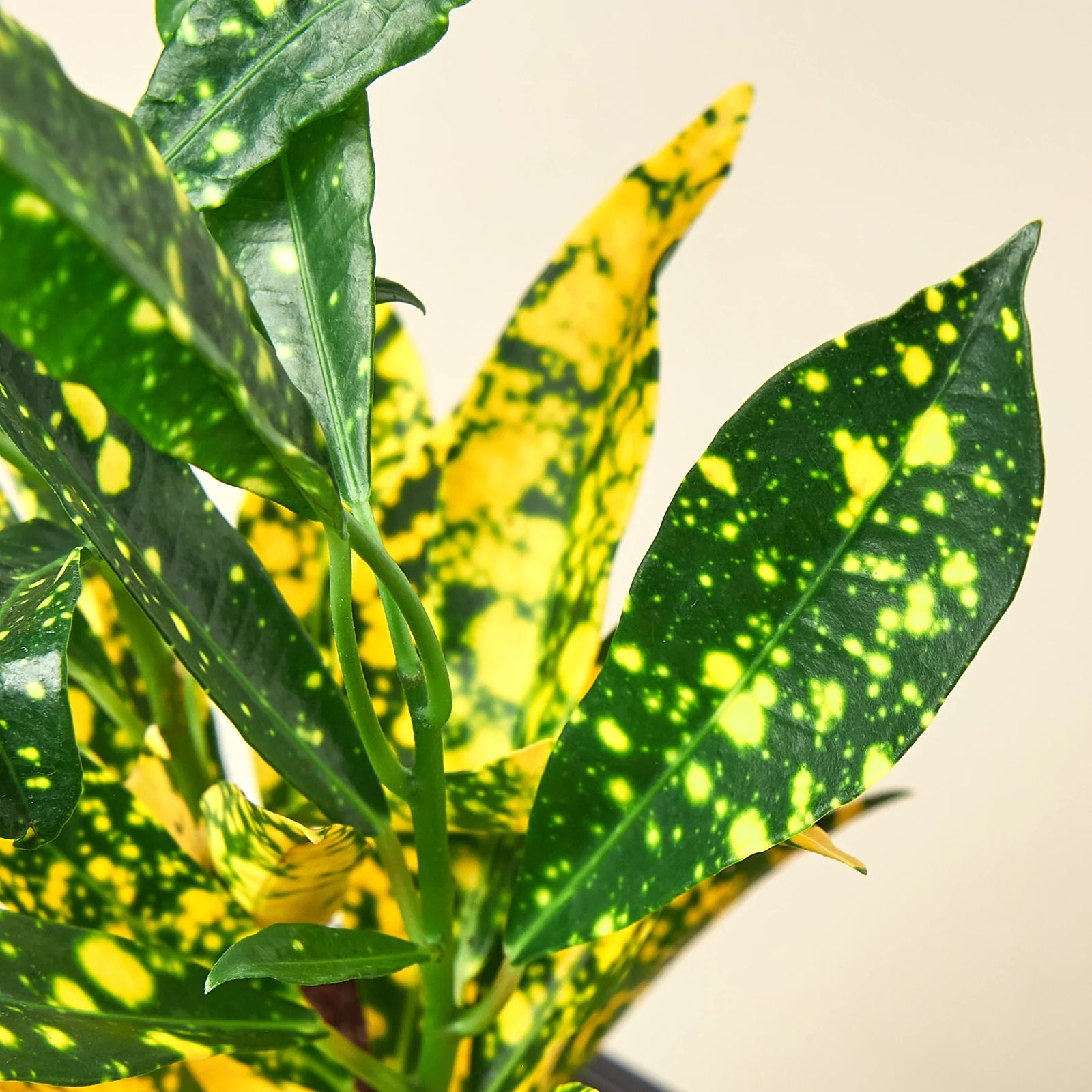 Croton Yellow Dots
