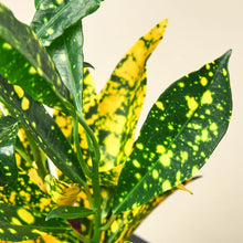 Croton Yellow Dots