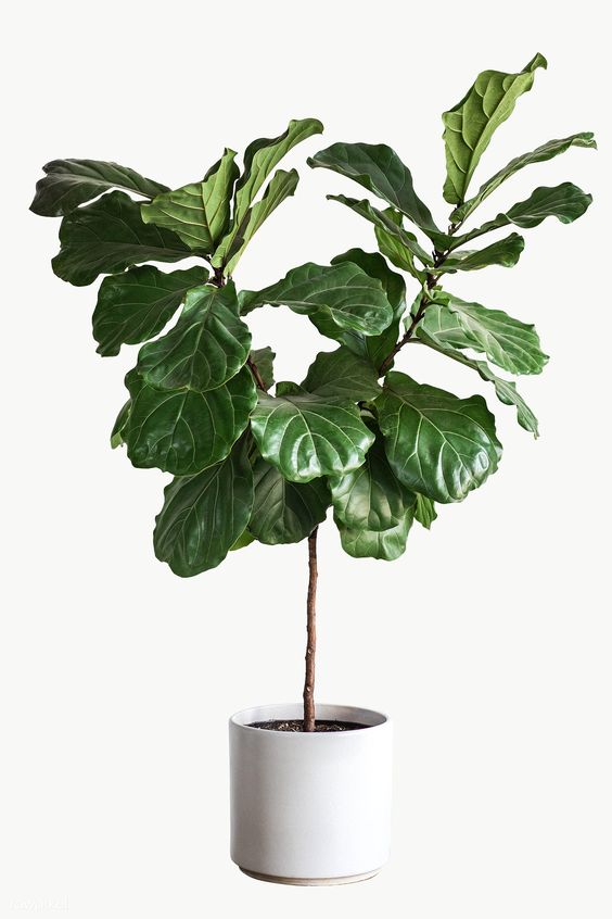 Fiddle Leaf Tree