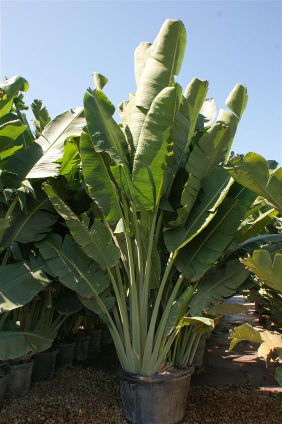Ravenala Madagascariensis (Traveler Palm)