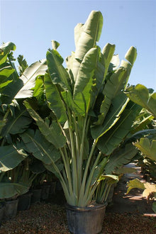 Ravenala Madagascariensis (Traveler Palm)