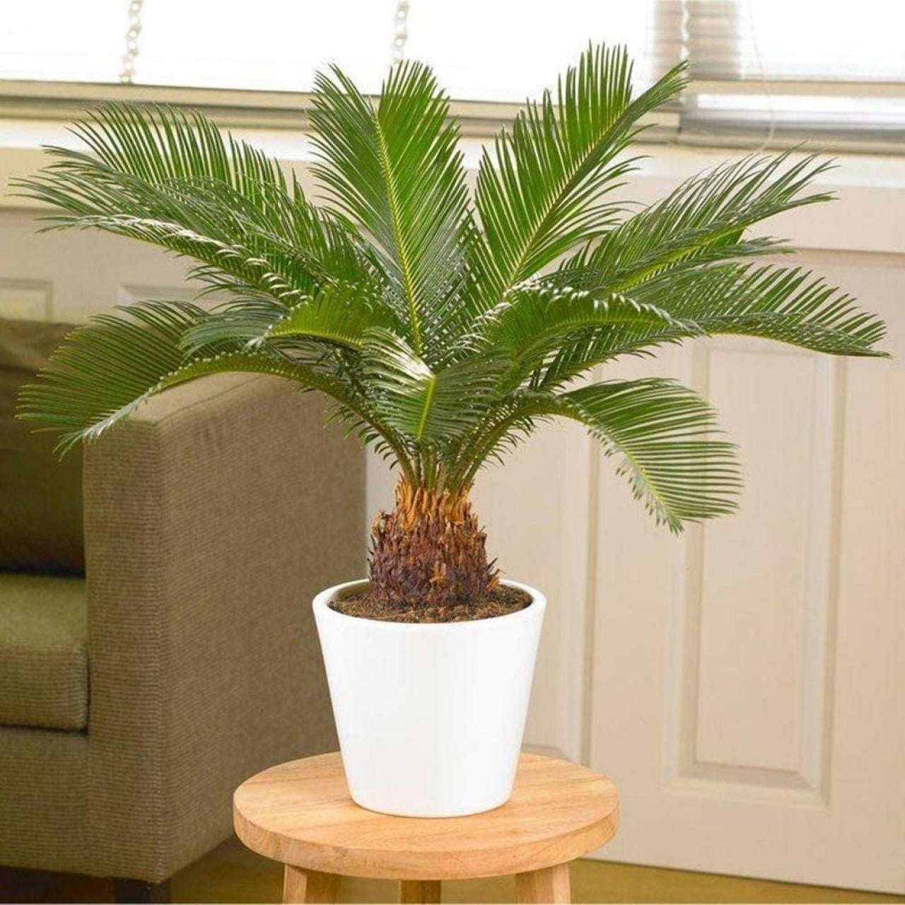 Cycas Revoluta Secondary image