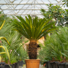 Cycas Revoluta