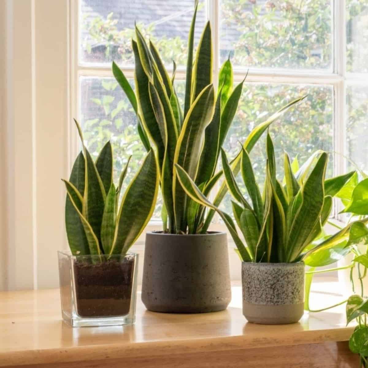 Sansevieria Zeylanica Secondary image