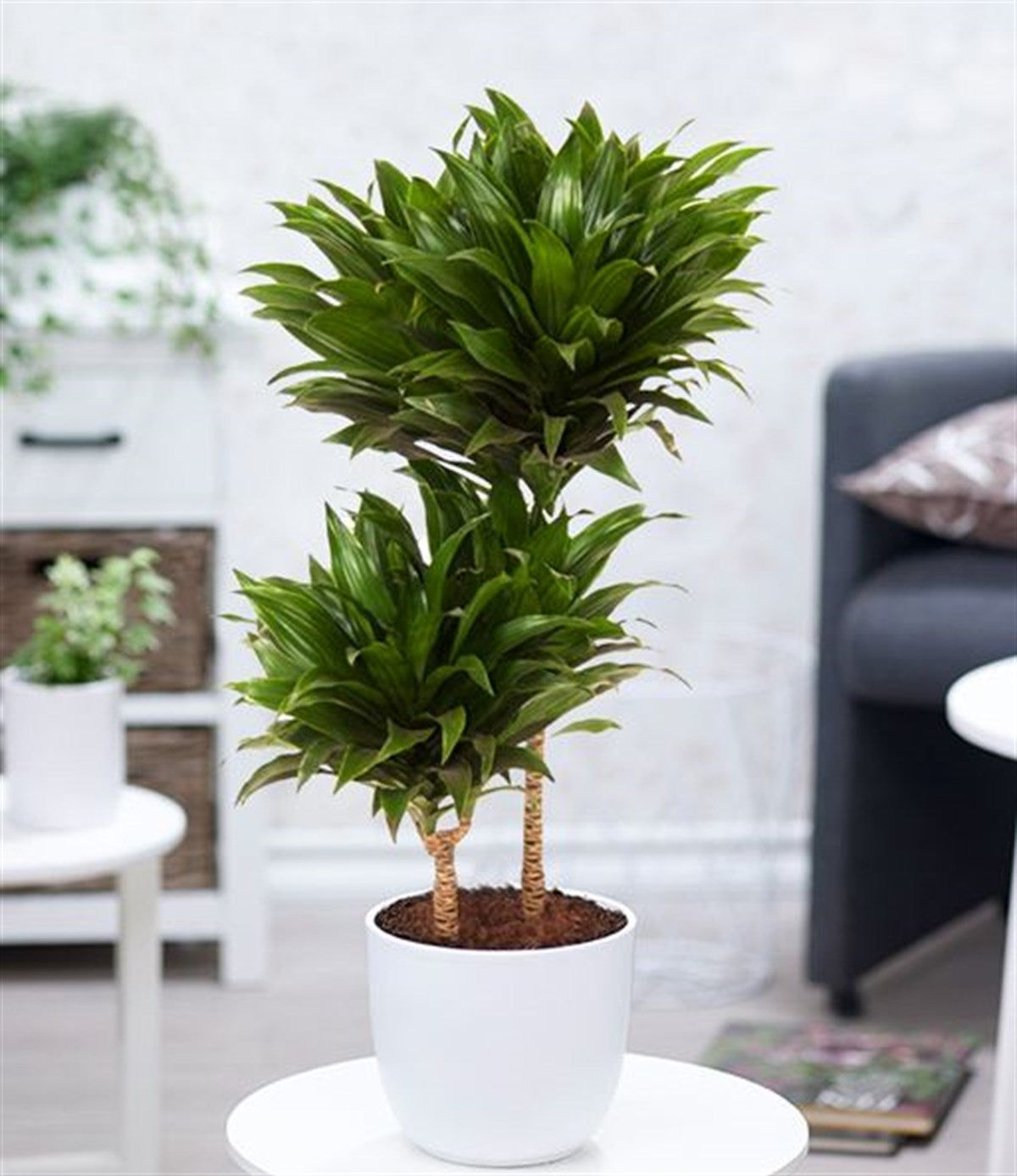 Dracaena Compacta Secondary image