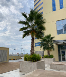 Washingtonia Robusta