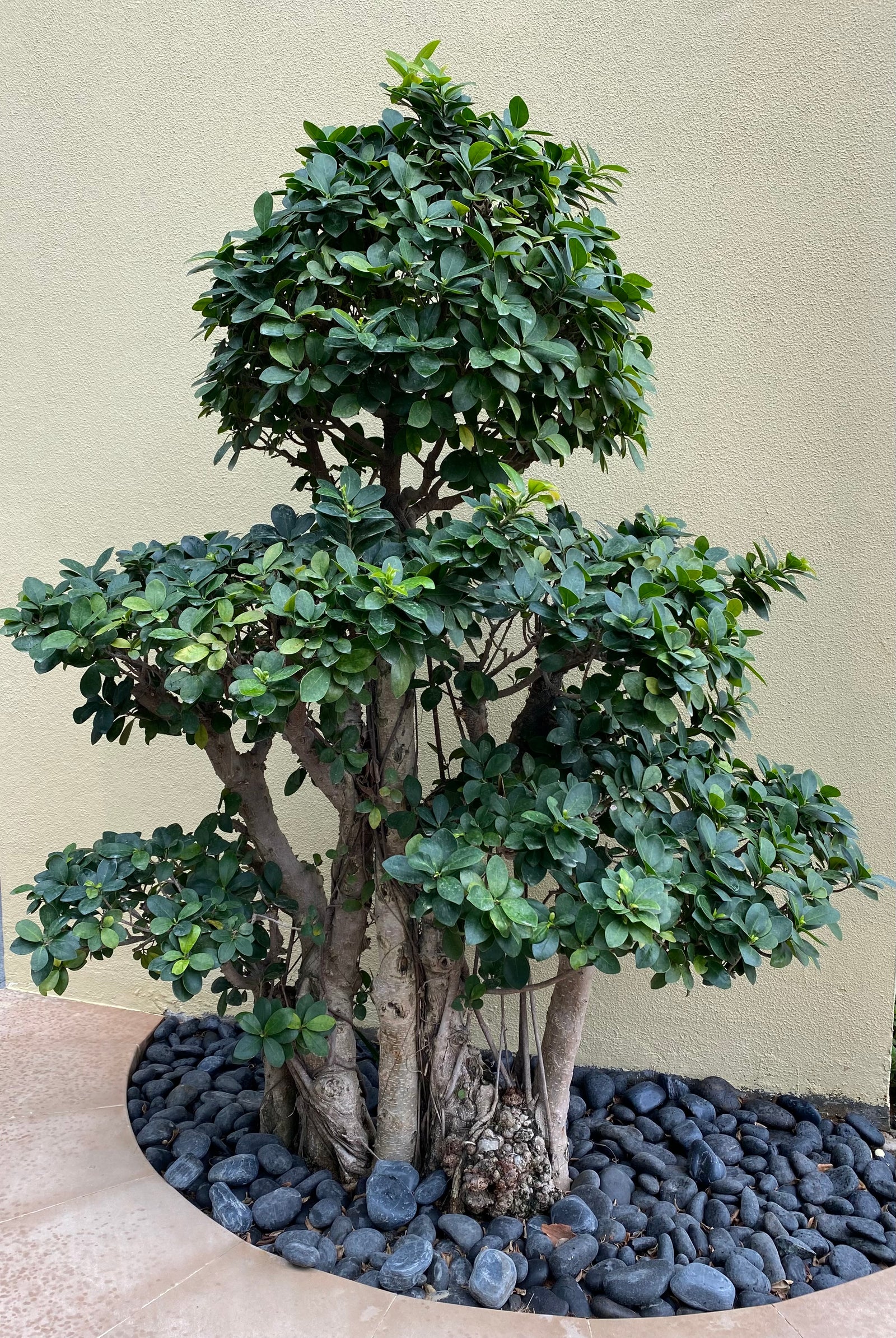 Shaped Ficus Bonsai Tree