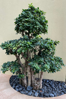 Shaped Ficus Bonsai Tree