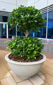 Ficus Panda