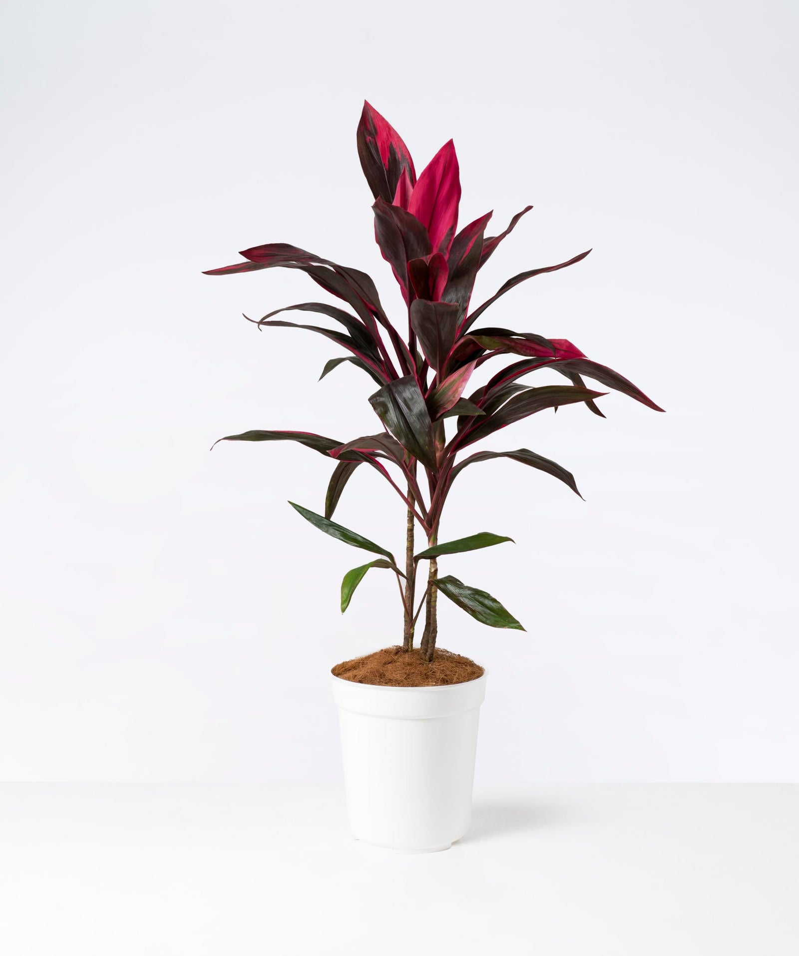 Dracena Cordyline