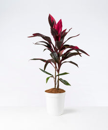 Dracena Cordyline