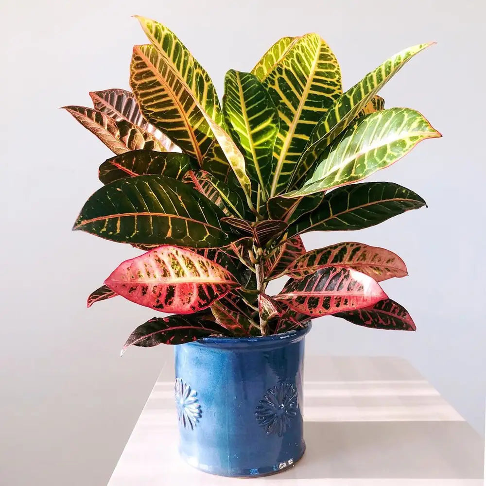Croton "Petra" Secondary image