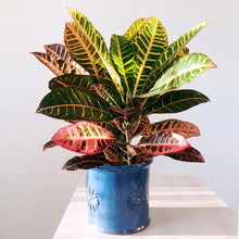 Croton "Petra"