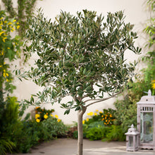 Olive Tree