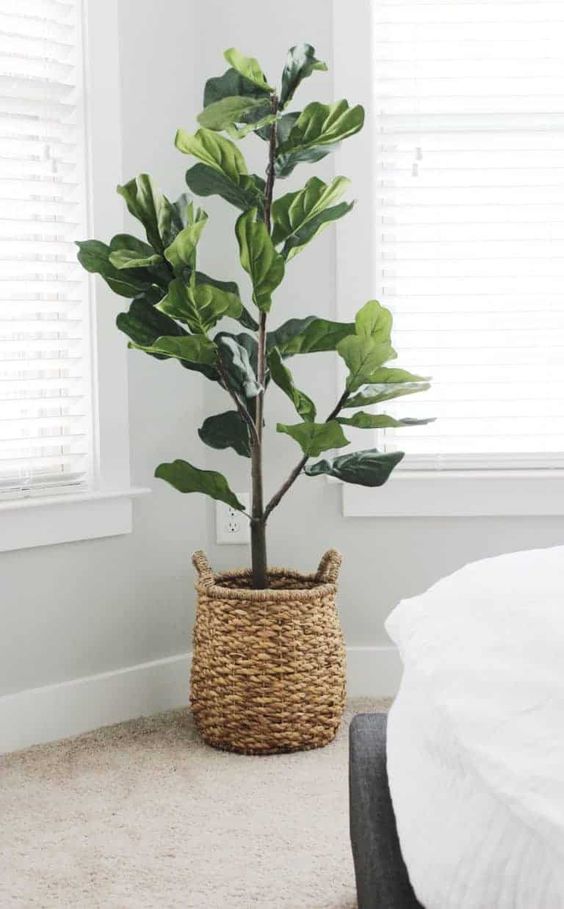 Fiddle Leaf Tree Secondary image
