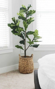 Fiddle Leaf Tree