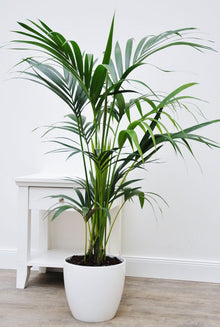 Kentia Palm