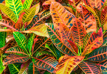 Croton "Petra"