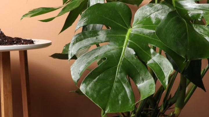 MONSTERA DELICIOSA Secondary image