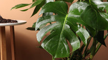 MONSTERA DELICIOSA