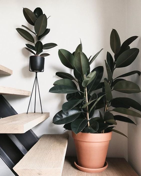 Ficus Elastica