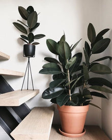 Ficus Elastica